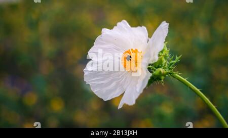 Poppy blanc (Argemone albiflora) également connu sous le nom de fleur de pavot à queue de bleu sur fond vert flou. Gros plan. Printemps du Texas Banque D'Images