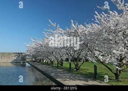 Cerisier oriental (Prunus serrulata), cerisier japonais, Allemagne, Rhénanie-du-Nord-Westphalie, Neuss Banque D'Images