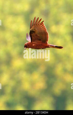 Western Marsh Harrier (Circus aeruginosus), en vol, Flevoland, Flevopelder Banque D'Images