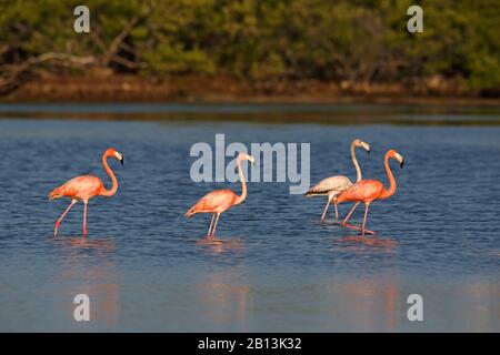 Grand flamango, flamants américains, Caribbean Flamingo (Phoenicopterus ruber ruber ruber), promenades en groupe dans le sel, Cuba, Zapata National Park Banque D'Images