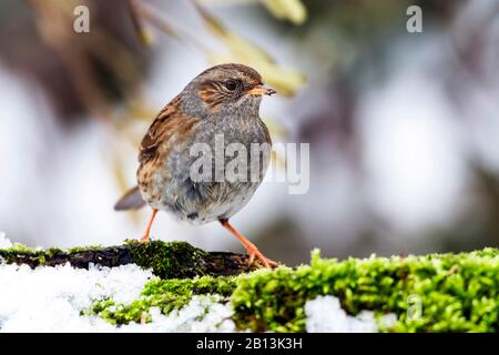 Dunnock (Prunella modularis), en hiver sur une branche, Allemagne, Bade-Wuerttemberg Banque D'Images