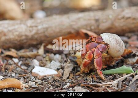 Purple Pincher Land Hermit Crab, Caribbean Hermit Crab (Coenobita clypeatus), promenades en forêt, Cuba Banque D'Images