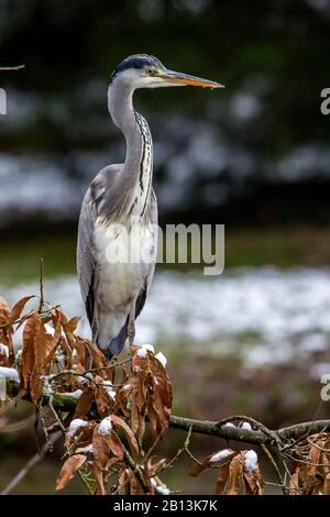 Héron gris (Ardea cinerea), sur un arbre en hiver, Allemagne, Bade-Wuerttemberg Banque D'Images