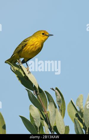 La paruline jaune (Dendroica petéchia), se trouve sur une rameau, Cuba, parc national de Zapata Banque D'Images