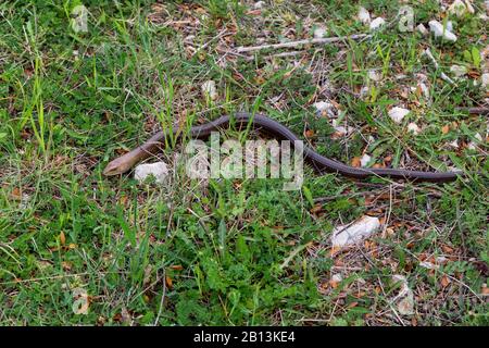 Lézard de verre européen, lézard de verre blindé (Ophisaurus apodus, Pseudopus apodus), se glisse sur le sol Banque D'Images