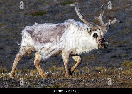 Renne de Svalbard (Rangifer tarandus platyrhynchus), marche dans la toundra, vue latérale, Norvège, Svalbard, Longyanbyen Banque D'Images