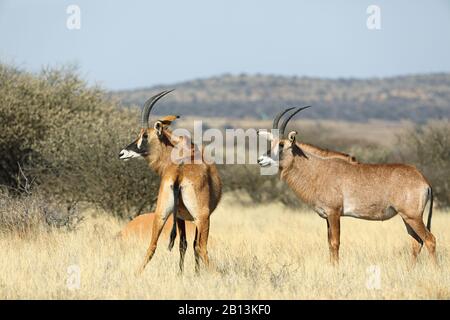 Roan antilope (Hippotragus equinus), deux roans se tiennent à savane, Afrique du Sud, Kimberley Banque D'Images