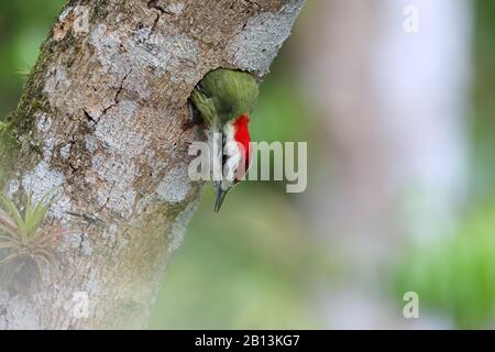 Pic vert de Cuba (Xiphidiopicus percussus), femelle quitte la grotte, Cuba, Topes de Collantes Banque D'Images