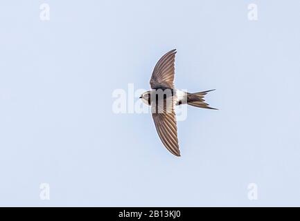 Rapide à la rumeur blanche (Apus caffer), en vol, Portugal Banque D'Images