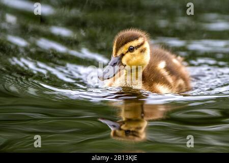 Mallard (Anas platyrhynchos), poussin sur l'eau, Allemagne, Bade-Wuerttemberg Banque D'Images
