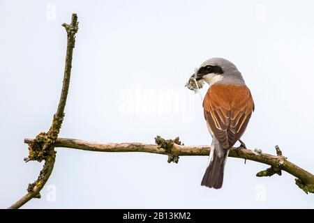 Crevette à dos rouge (Lanius collurio), mâle avec matière nicheuse dans son projet de loi, Allemagne, Bade-Wuerttemberg Banque D'Images