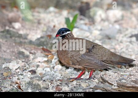 Colombe à tête bleue (Starnoenas cyanocephala), sur les aliments du terrain, Cuba, Parc national Zapata Banque D'Images