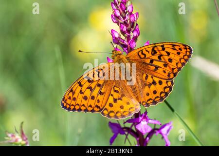 Grand fritillaire brun (Argynnis adippe, Fabriciana adippe), sucer le nectar à une fleur de lilas, vue d'en haut, Allemagne, Bade-Wuerttemberg Banque D'Images