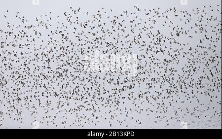 Pluvier doré européen (Pluvialis apricaria), flying flock, Pays-Bas, Frise Banque D'Images