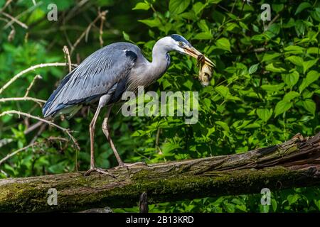 Héron gris (Ardea cinerea), sur un tronc d'arbre avec des duckling préteints dans la facture, vue latérale, Allemagne, Bade-Wuerttemberg Banque D'Images