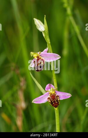 L'orchidée abeille (Ophrys apifera), inflorescence, Allemagne, Bade-Wurtemberg Banque D'Images