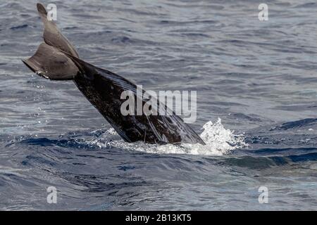 Dauphin de Risso, grampus gris, grampus à tête blanche (Grampus griseus), baignade à la surface de l'eau, Açores Banque D'Images