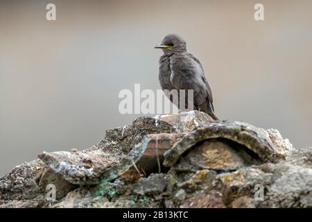 Impeccable étoile (Sturnus unicolor), homme assis sur un mur, Espagne, Castilla-la Mancha Banque D'Images