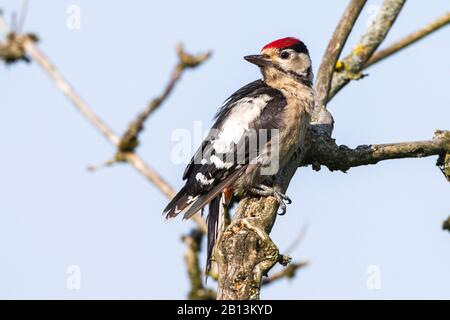 Grand pic à pois (Picoides Major, Dendrocopos Major), perché sur une branche de plumage juvénile, Allemagne, Bade-Wuerttemberg Banque D'Images