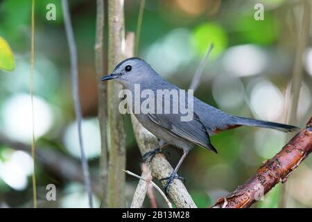 Catbird (Dumetella carolinensis), siège sur une succursale, Cuba, Cayo Coco Banque D'Images