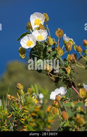 Rose rocheuse sageleaf, rose rocheuse sauge (cistus salviifolius), floraison, Croatie Banque D'Images