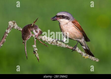 Crevettes à dos rouge (Lanius collurio), mâles avec chrew capturé, Allemagne, Bade-Wuerttemberg Banque D'Images