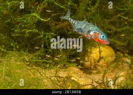 Épinoche à trois épines (Gasterosteus aculeatus), poissons juvéniles, Allemagne Banque D'Images