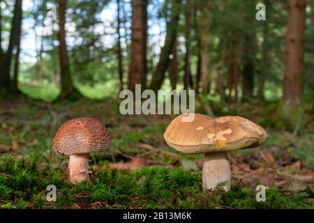 Brusher (Amanita rubescens), rousseur et pain penny sur le sol forestier, Allemagne, Bavière, Oberbayern, Haute-Bavière Banque D'Images