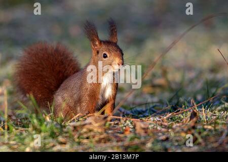 Écureuil rouge européen, écureuil rouge eurasien (Sciurus vulgaris), assis dans un pré, Allemagne, Bade-Wuerttemberg Banque D'Images