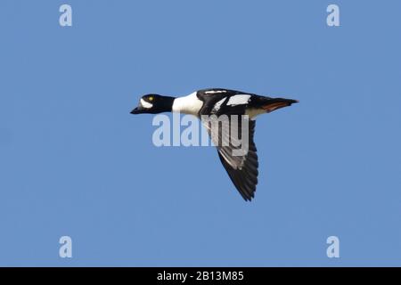 Le goldeneye de Barrow (Bucephala islandica), homme en vol au-dessus de l'Islande, Islande Banque D'Images