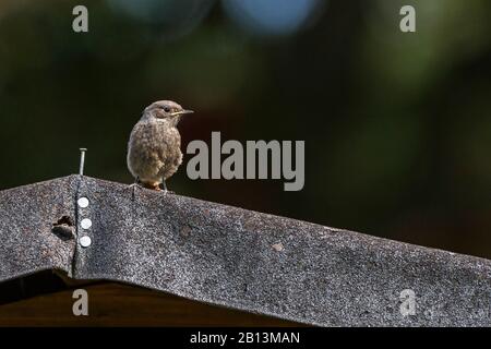 Black redstart (Phoenicurus ochruros), perché sur un toit, Allemagne, Bade-Wuerttemberg Banque D'Images