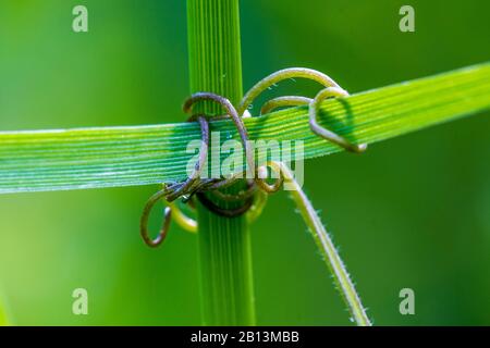 Schetch de brousse (sépia de Vicia), tendril étoilé, Allemagne, Bade-Wuerttemberg Banque D'Images