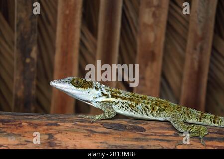 Chevalier anole (Anolis equestris, Deiroptyx equestris), sur le toit d'une hutte, Cuba Banque D'Images