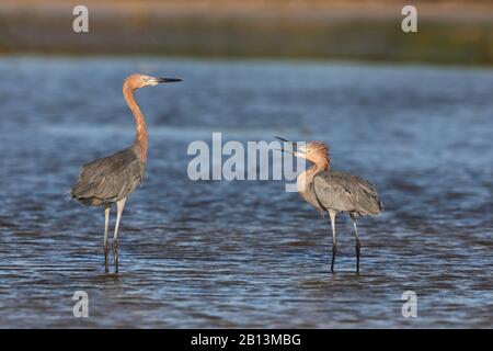 Aigrette rougeâtre (Egretta rufescens), deux aigrettes Rougeâtres se trouvent dans un lagon, mendiant pour fourrage, Cuba Banque D'Images