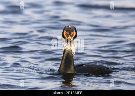 Grand cormorant (Phalacrocorax carbo), natation dans le plumage de reproduction, Pays-Bas, Frise Banque D'Images