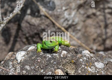 Lézard de sable (Lacerta agilis), homme à coloration nuptiale, vue frontale, Allemagne, Bavière Banque D'Images