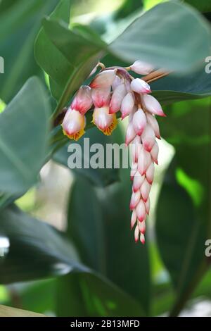 Gingembre coquille, galangal clair, nénuphars en porcelaine rose, fleur de coquille, gingembre variégé, gingembre papillon (Alpinia zerumbet), fleurs, Cuba Banque D'Images