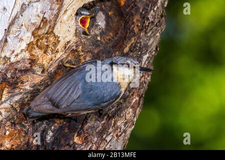 Nuthatch eurasien (Sitta europaea), au trou de nidification avec le jeune oiseau mendiant, Allemagne, Bade-Wuerttemberg Banque D'Images