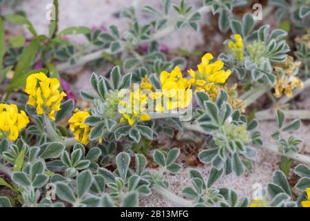 Lupuline, burclover mer mer (Medicago marina), blooming Banque D'Images