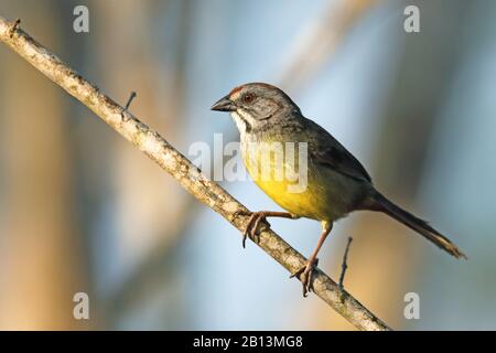 Zapata sparrow (Torreornis inexpectata), sur une branche, Cuba, Parc National Zapata Banque D'Images