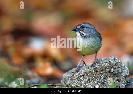 Zapata sparrow (Torreornis inexpectata), sur un rocher, Cuba, Cayo Coco Banque D'Images