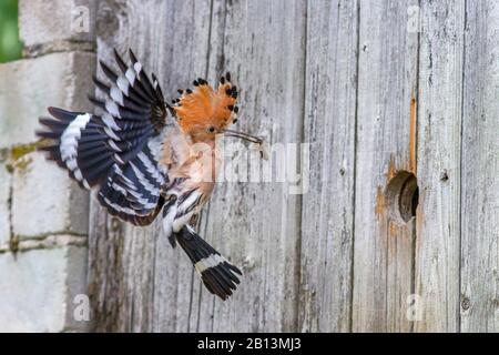 Hoopoe (Upupa epops), en approche d'atterrissage à un trou de nidification avec des aliments pour animaux dans le projet de loi, vue latérale, Allemagne, Bade-Wuerttemberg Banque D'Images