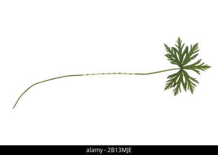 Cannesbill des prés (Geranium pratense), feuille, découpe, Allemagne Banque D'Images