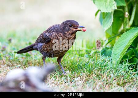 Blackbird (Turdus merula), en plumage juvénile avec une baie dans le projet de loi, Allemagne, Bade-Wuerttemberg Banque D'Images