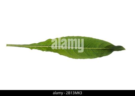 Primrose du soir (Oenothera biennis), feuille, découpe, Allemagne Banque D'Images