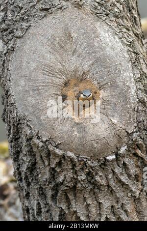 Nuthatch eurasien (Sitta europaea), en sortant de sa grotte de reproduction, Allemagne Banque D'Images