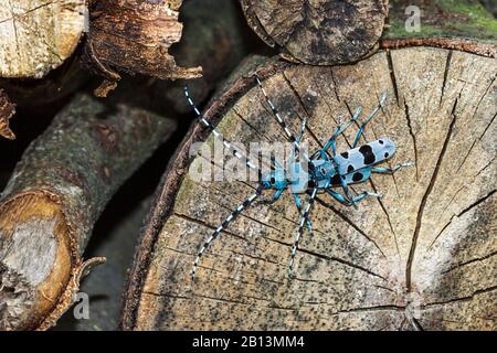 Rosalia longicorne (Rosalia alpina), en hêtre, Allemagne, Bade-Wuerttemberg Banque D'Images