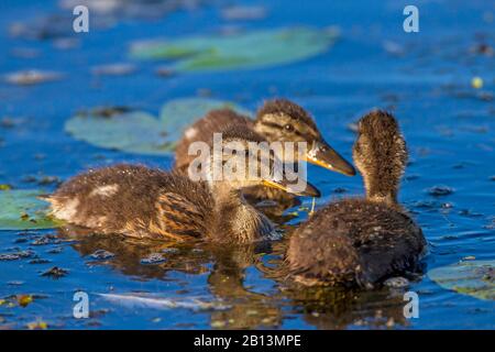 Mallard (Anas platyrhynchos), canettes de natation, Allemagne, Bade-Wuerttemberg Banque D'Images