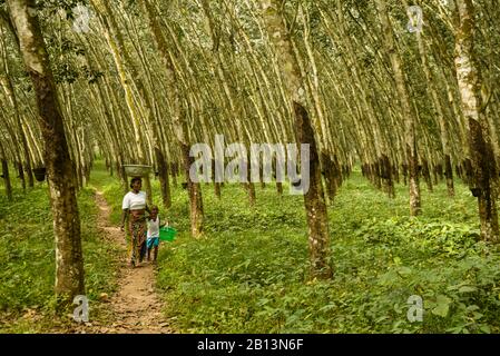 Plantations d'arbres en caoutchouc. Côte D'Ivoire Banque D'Images