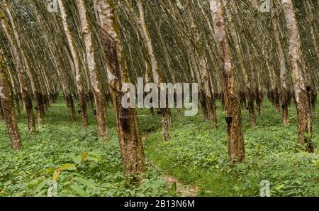 Plantations d'arbres en caoutchouc. Côte D'Ivoire Banque D'Images